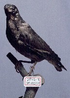 藏品(噪林鳥)的圖片